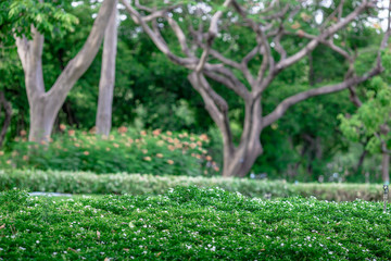 Natural background of garden decoration, green shrub decoration to be beautiful, as a point of...