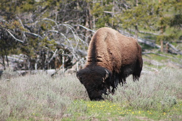 Bison