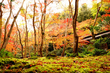 祇王寺の紅葉と庭園(1)