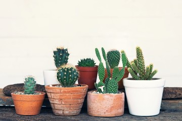 Small succulent, cactus, pot plants decorative on old wood table with morning warm light