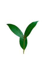 Green leaves isolated on white background