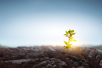 Seeding plant on stone ground