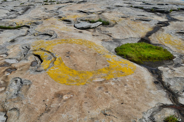 Rock Lichen and Moss Pattern on Stone Mountain in Georgia