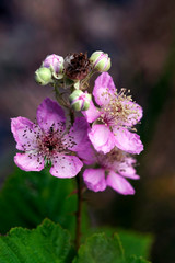 Columbia River Gorge Wild Flowers - Lewis and Clark Trail of Discovery