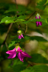Columbia River Gorge Wild Flowers - Lewis and Clark Trail of Discovery