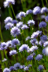 Columbia River Gorge Wild Flowers - Lewis and Clark Trail of Discovery