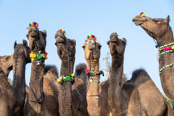 Camels in desert Thar during Pushkar Camel Fair, Rajasthan, India