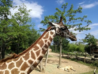 Giraffe