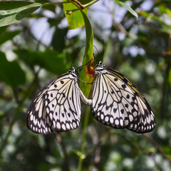 Black and White Butterfly Duo on Leaf