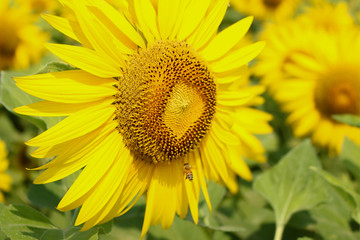 大きな黄色花びらが印象的なヒマワリ