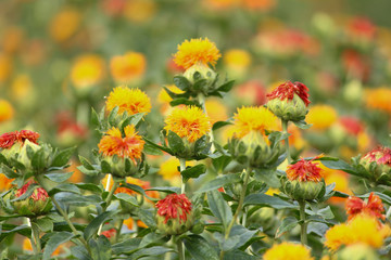 鮮やかな黄色とオレンジの花が美しいべに花畑