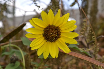 Wild sunflower