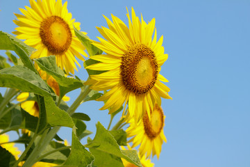 青空の下に咲く満開のヒマワリ