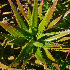 Shiny Spotted Aloe Plant from Above