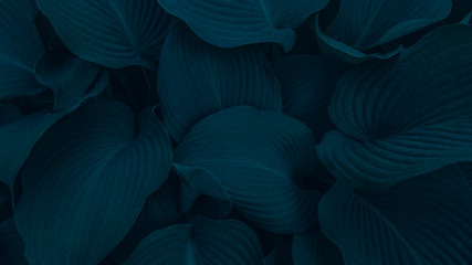 Green leaves background. Image for landing page design