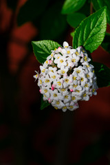 Close up of koreanspice viburnum (viburnum carlesii). White Koreanspice flowers. Macro photo of white flowers. White flowers in spring time.