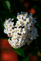 Close up of koreanspice viburnum (viburnum carlesii). White Koreanspice flowers. Macro photo of white flowers. White flowers in spring time.
