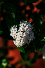 Close up of koreanspice viburnum (viburnum carlesii). White Koreanspice flowers. Macro photo of white flowers. White flowers in spring time.