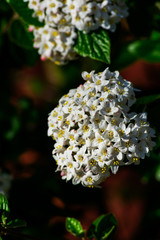 Close up of koreanspice viburnum (viburnum carlesii). White Koreanspice flowers. Macro photo of white flowers. White flowers in spring time.