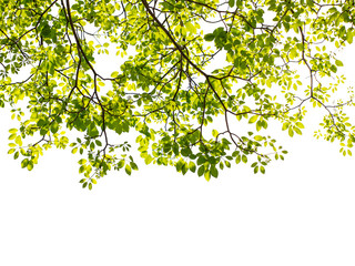 Green leaf and branches on white background