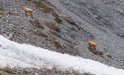Ibex on mountain slope, beautiful wild alpine animal