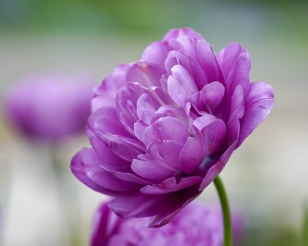 Lavender Tulip closeup with green background