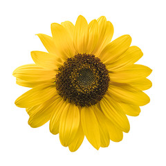 bright yellow sunflower isolated on white background. top view