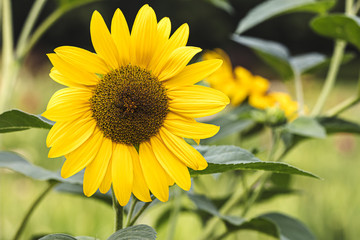 blooming bright sunflower. summer landscape. natural background