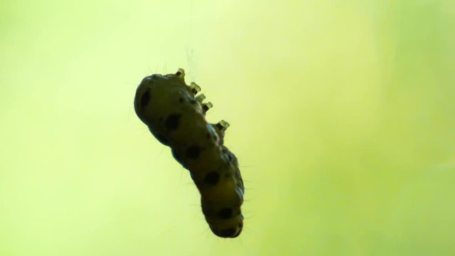 Macro shot of a green caterpillar hover in the air on a tiny string in slow motion