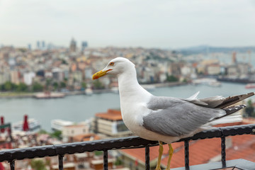 Beautiful top view of the rooftops of Istanbul and the Bosphorus. Gorgeous landscape.