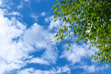 green tree and blue sky