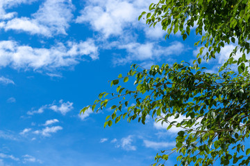 tree in the sky