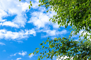 green tree and blue sky