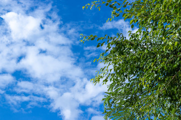 tree and sky
