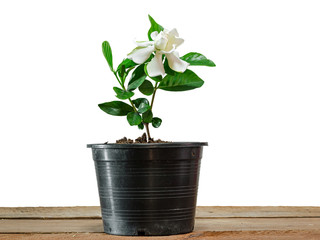 gardenia jasminoides or cape jasmine flower growing in pot on white background
