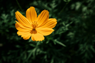 blooming yellow flower in garden, shallow depth of field