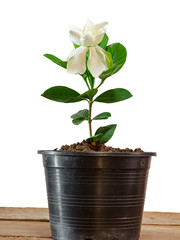 gardenia jasminoides or cape jasmine flower growing in pot on white background