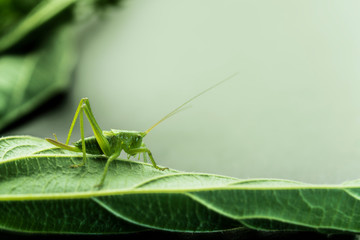 Young green grasshopper on a leaf, nettle leaf on a gray background.