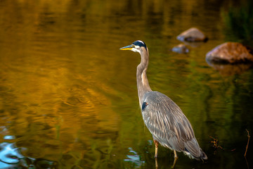 Heron looks at forward and wets its legs in the Lost Lagoon, in Vancouver City, in British Columbia, Canada. Ride bicycles, run or walk around, there are always some reasons to go there. Herons are ju