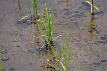 The scene of transplant rice seedlings.