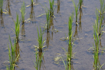 The scene of transplant rice seedlings.