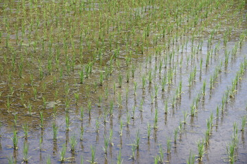 The scene of transplant rice seedlings.