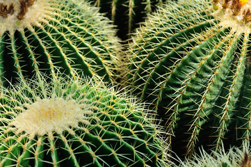 Cactus Close Green Succulent Cactus Plant Sharp Spikes