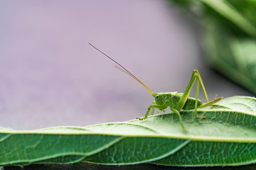 Young green grasshopper on a leaf, nettle leaf on a light background.