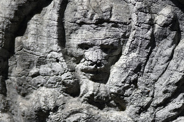 A damaged lion-relief on a cemetery in Berlin-Germany.