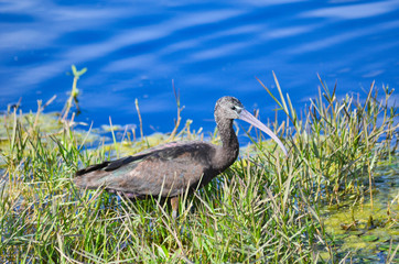 Glossy Ibis Macro in Wetland