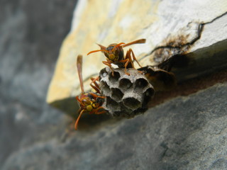 Close up of a couple of wasps on their nest