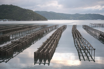 牡蠣の養殖