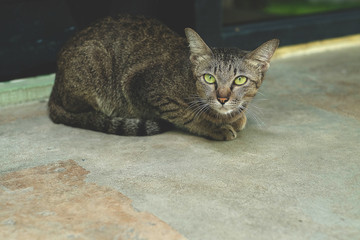 The cat sat on the gray floor.