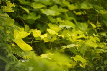 green leaves of maple